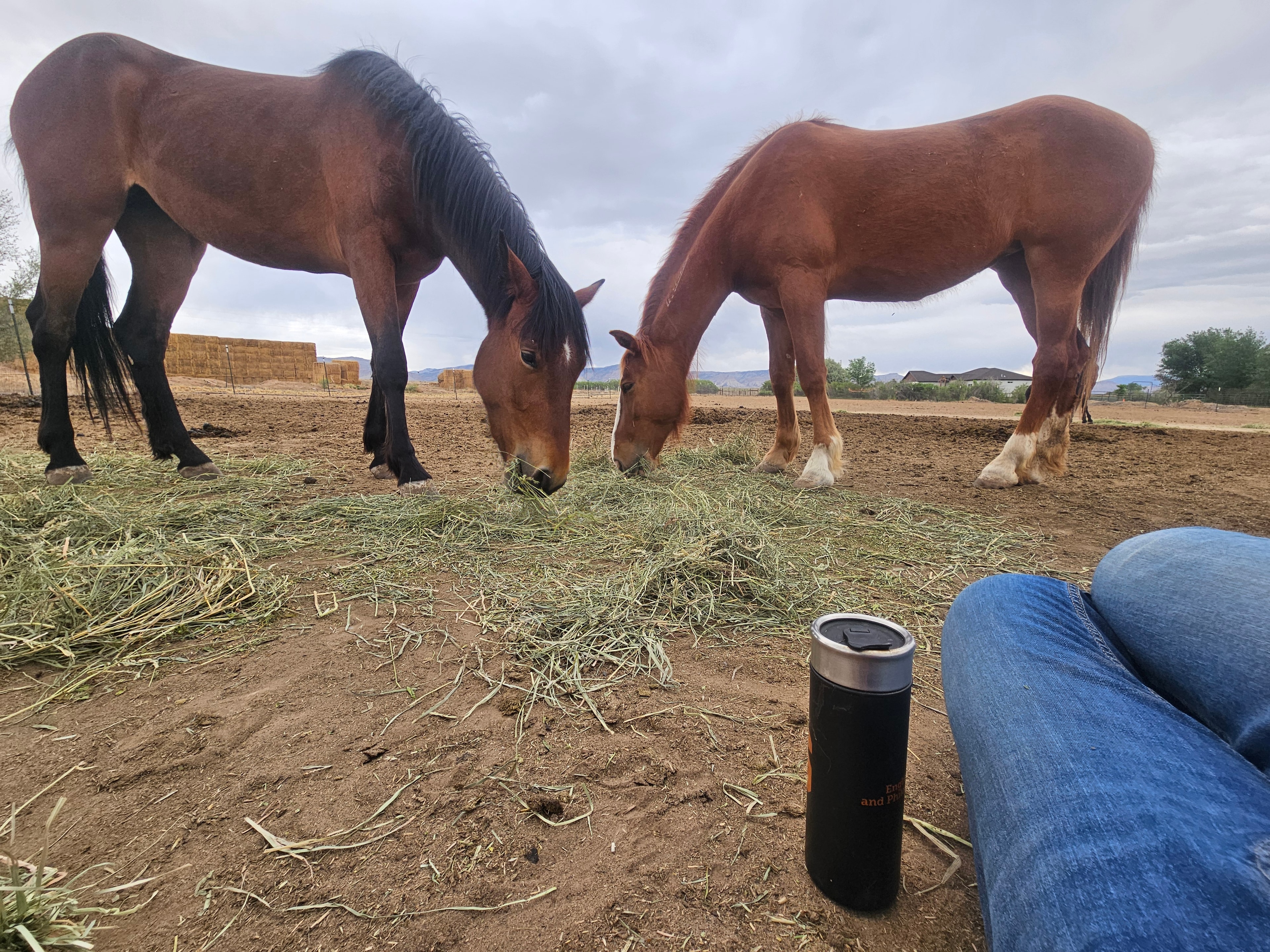 New beginnings with a horse in the field