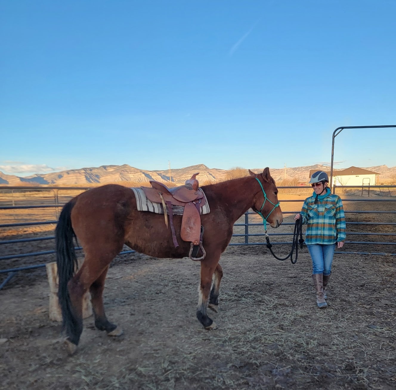 Horse training session